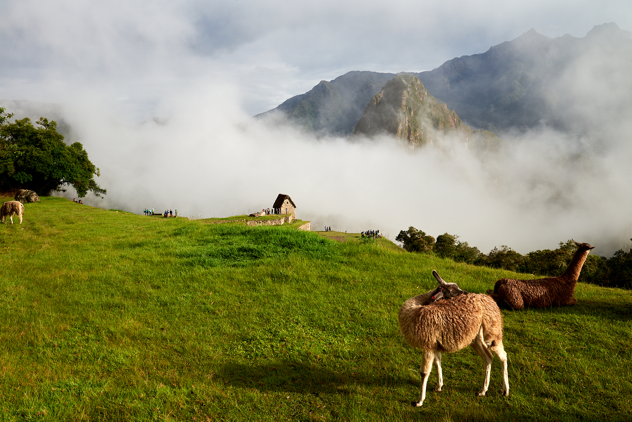 20200308 581 [페루] 마추픽추